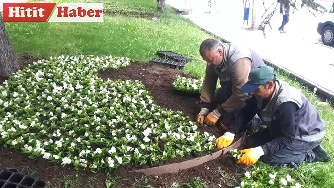 Çorum'da Park ve Bahçeler Müdürlüğü Ekipleri, Şehri Gül Bahçesine Dönüştürüyor