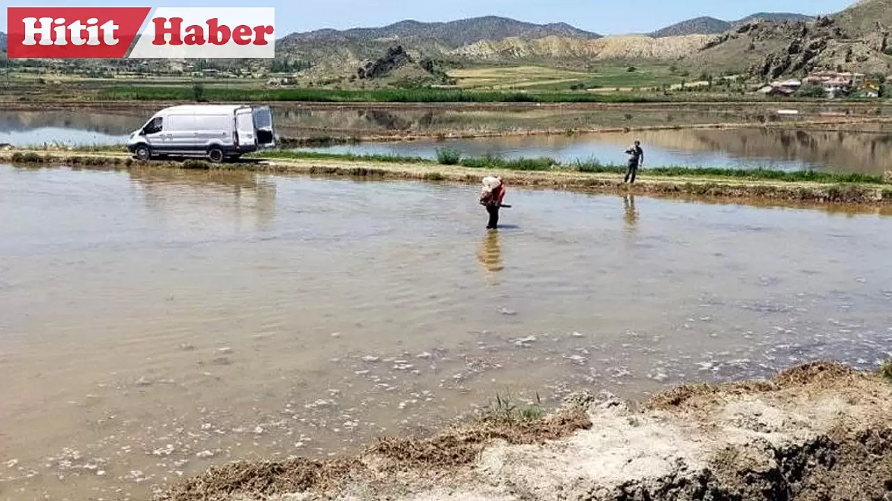 Osmancık'ta Pirinç Hasadı Yaklaşıyor: Çeltik Üretimi Başladı!