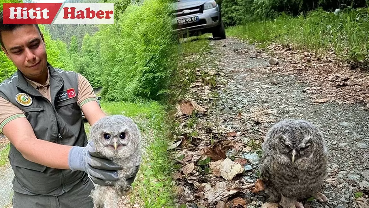 Çorum'un Kargı ilçesindeki ormanlık alanda yavru baykuş bulundu