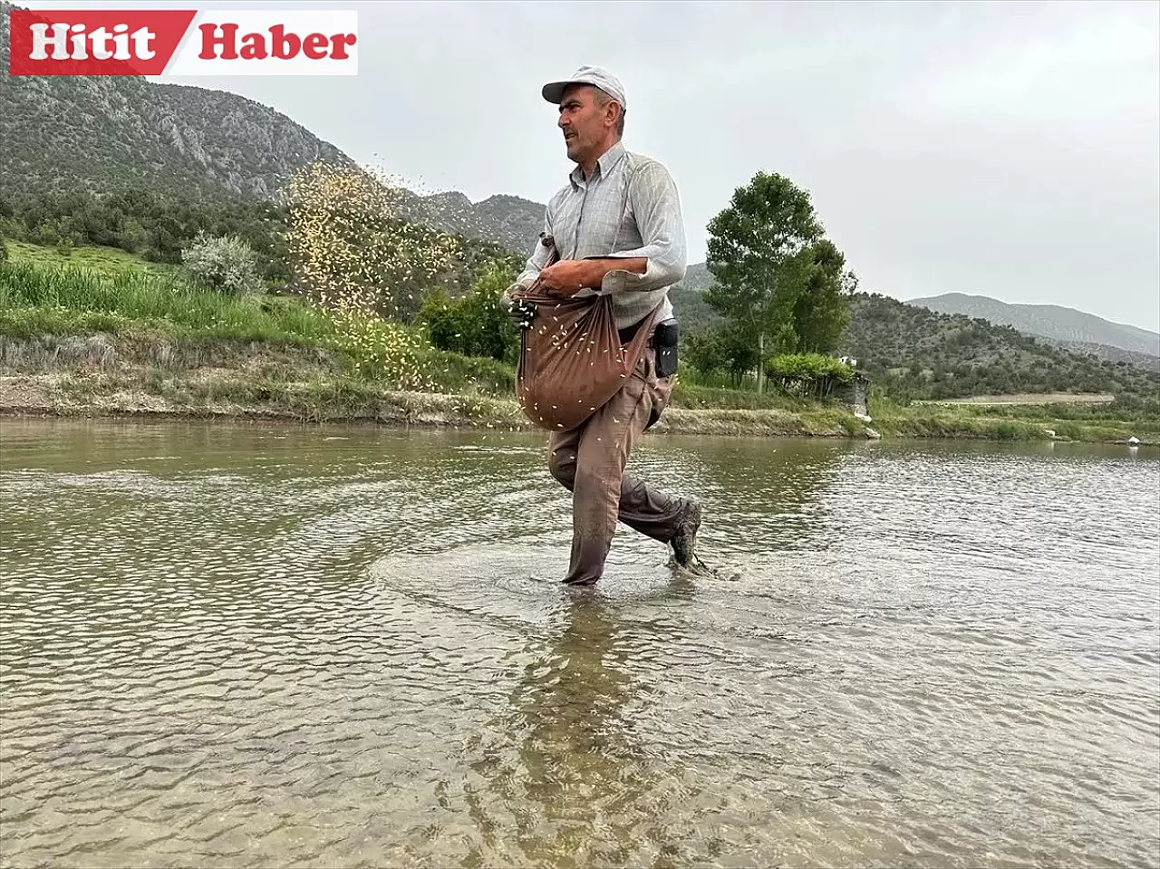 Çorum'un Osmancık ve Kargı ilçelerinde çeltik sezonu başladı