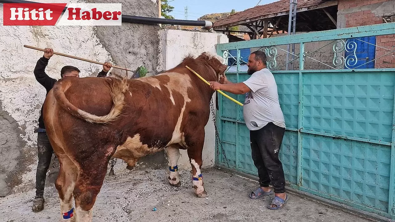 Alaca İlçesinde Özel Bakılan 1 Tonluk Kurbanlık Tosun "Paşa" Alıcısını Bekliyor