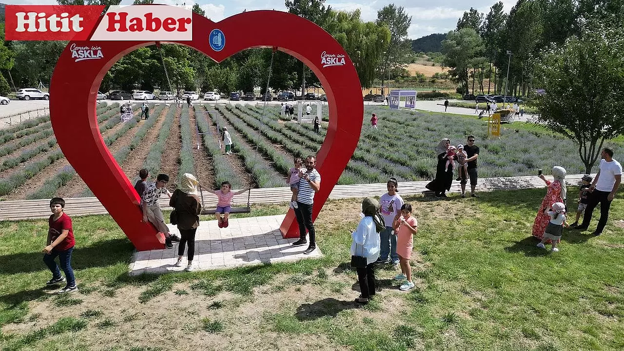 Çorum Belediyesi'nin Lavanta Bahçesi Yeniliklerle Ziyarete Açıldı, Ziyaretçilerinden Yoğun İlgi!