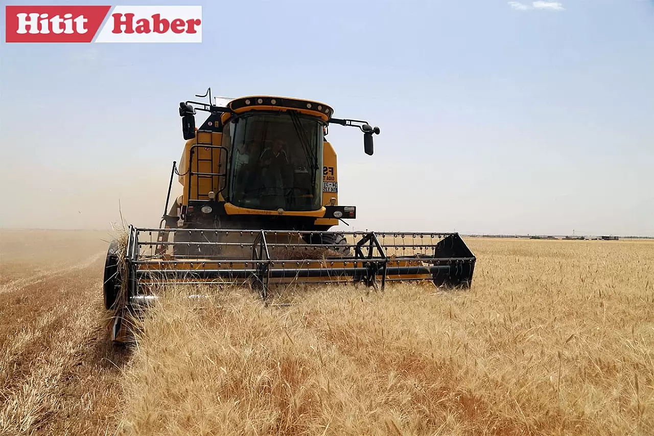 Çorum Alaca'da Buğday Hasadı Heyecanı Başladı