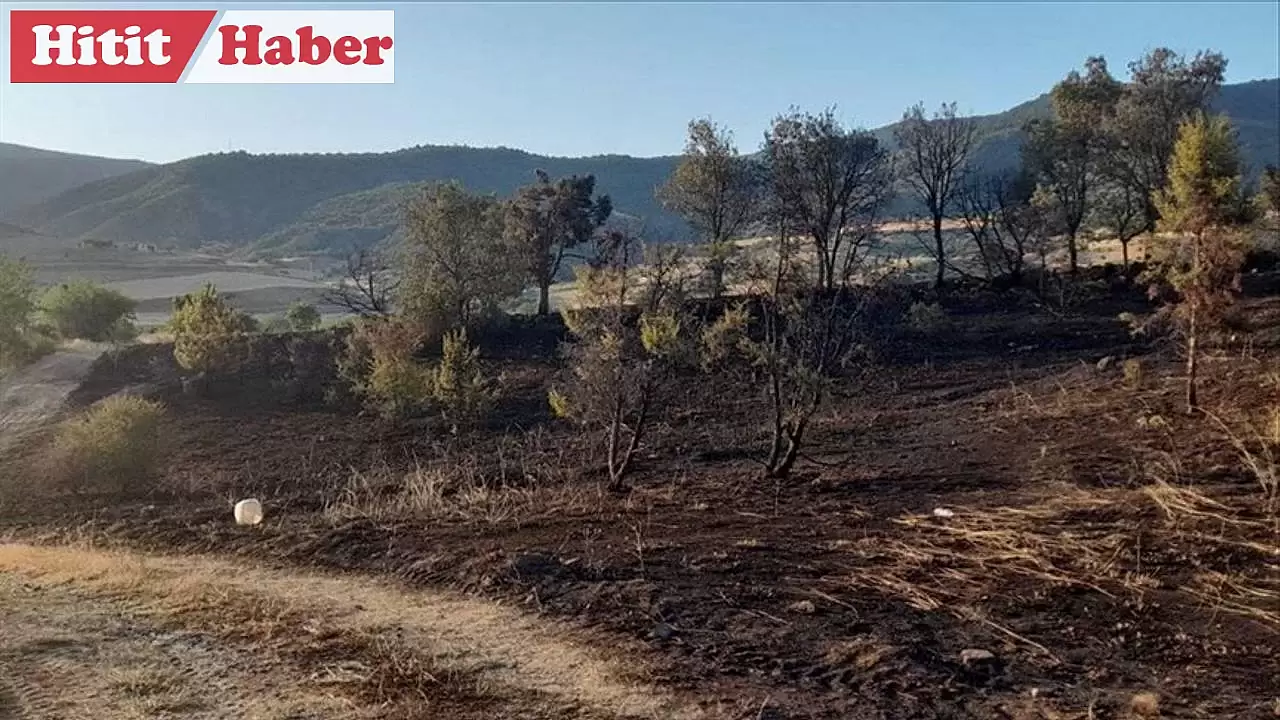 Çorum Dodurga'da Mangal Yangını: 6 Dekarlık Alan Zarar Gördü