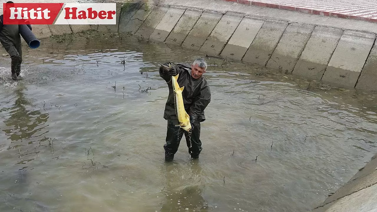 Amasya'da 40 Milyon Sazan ve 38 Bin Mersin Balığı Üretildi, 11 İle Dağıtıldı