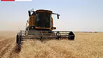 Çorum Alaca'da Buğday Hasadı Heyecanı Başladı