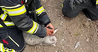 Çorum'da Yangından Kurtarılan Kedi İtfaiye Ekiplerinin Müdahalesiyle Hayata Döndü