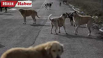 Hayvanları Koruma Kanunu Değişiyor: Sokak Köpekleri Kısırlaştırılacak ve Sahiplendirilecek!