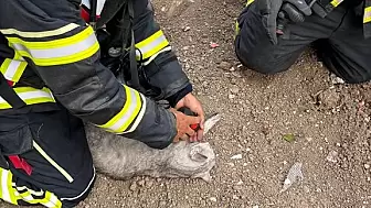 Çorum'da Yangından Kurtarılan Kedi İtfaiye Ekiplerinin Müdahalesiyle Hayata Döndü