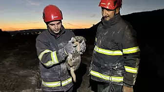 Çorum İtfaiyesi 2 Yavru Köpeği Kurtardı: Toprak Altından Sağ Salim Çıktılar!