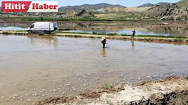 Osmancık'ta Pirinç Hasadı Yaklaşıyor: Çeltik Üretimi Başladı!