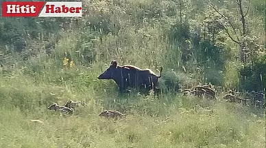 Osmancık'ta Ekili Arazi İşgal Eden Domuz Sürüsü Görüntülendi