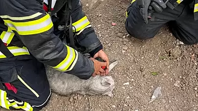 Çorum'da Yangından Kurtarılan Kedi İtfaiye Ekiplerinin Müdahalesiyle Hayata Döndü