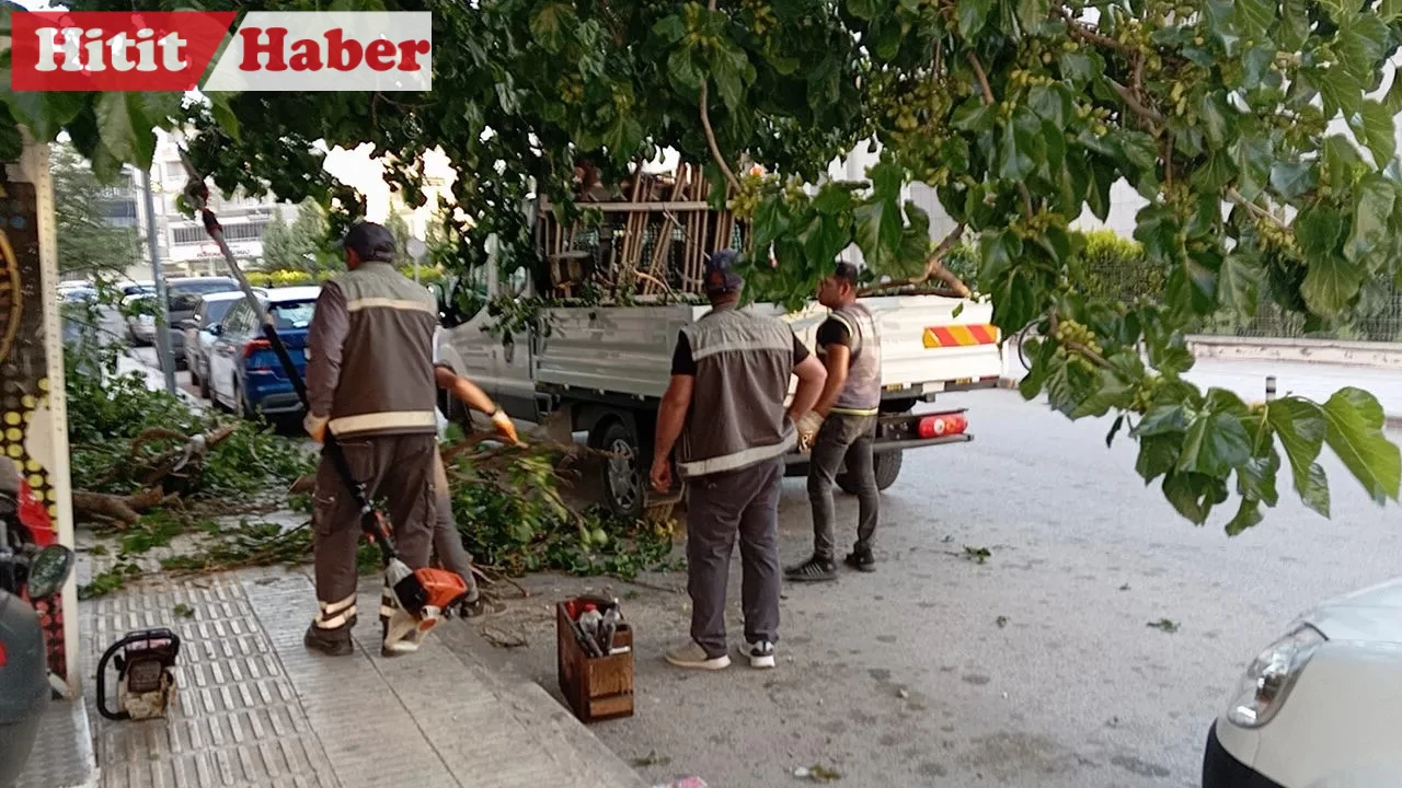 Çorum'da İlginç Olay! - Üzerine Ağaç Düştü