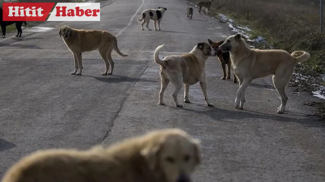 Hayvanları Koruma Kanunu Değişiyor: Sokak Köpekleri Kısırlaştırılacak ve Sahiplendirilecek!